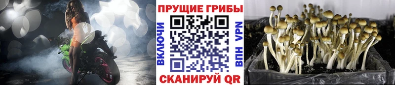 даркнет наркотические препараты  KRAKEN маркетплейс  Галлюциногенные грибы Psilocybine cubensis  Реж  наркотики 